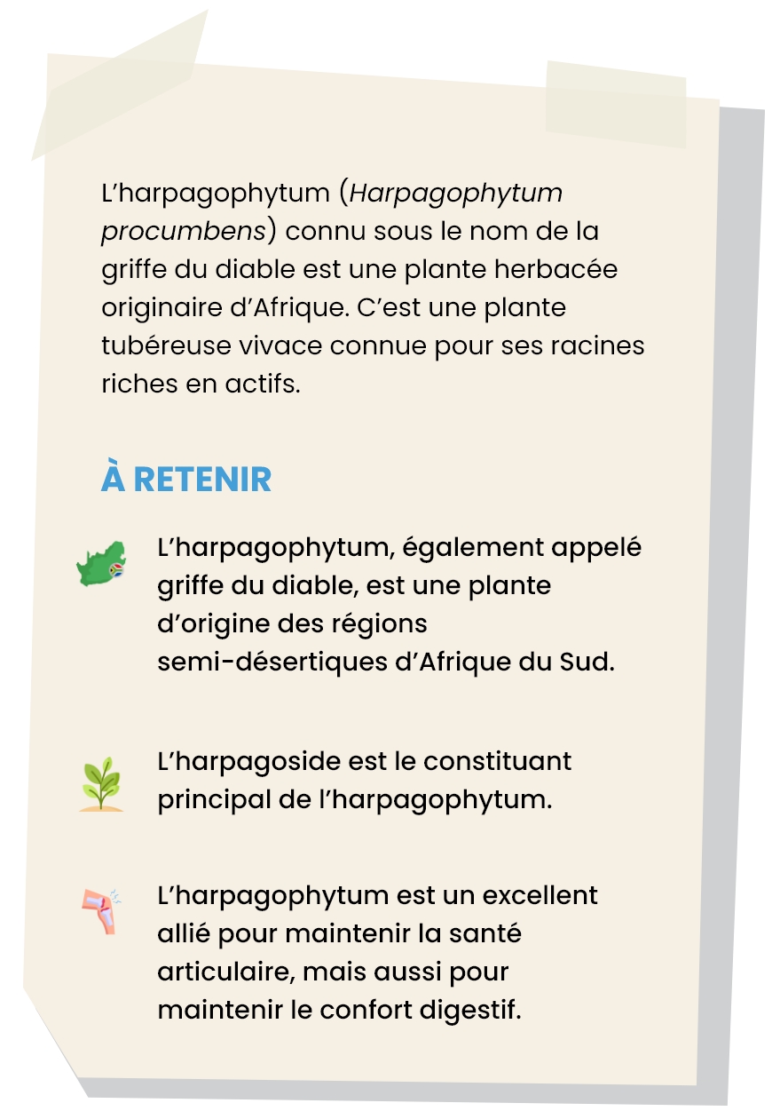 harpagophytum