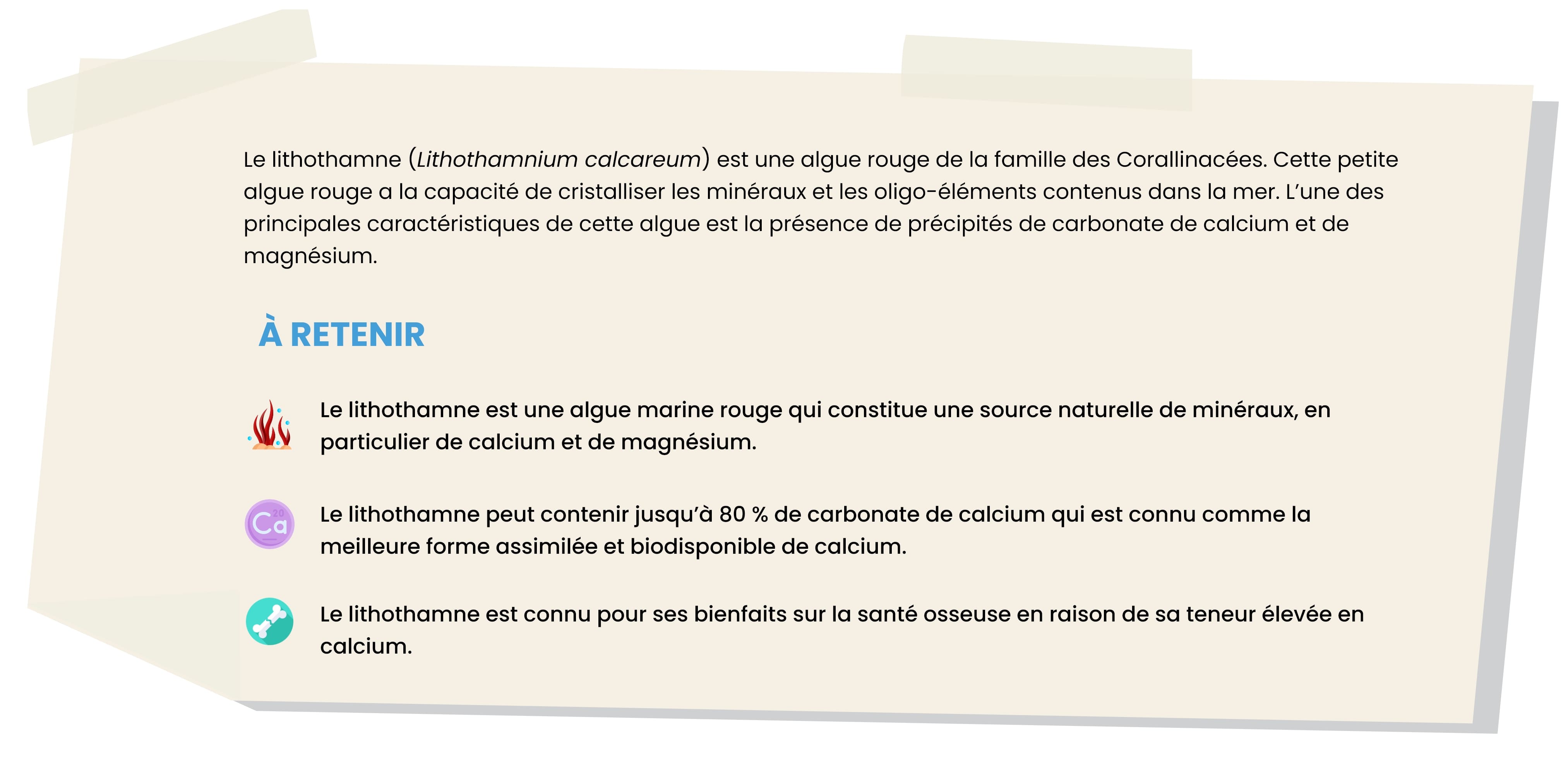 Lithothamne