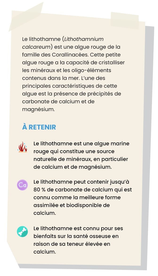 Lithothamne